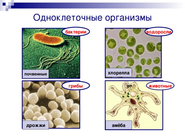 Одноклеточные организмы бактерии водоросли хлорелла почвенные грибы животные дрожжи амёба