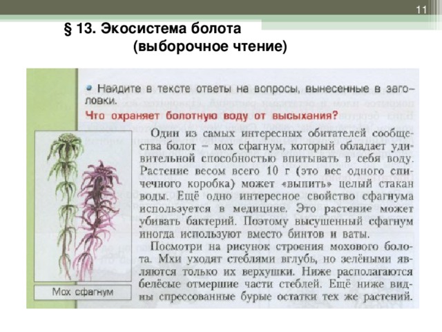 § 13. Экосистема болота (выборочное чтение)