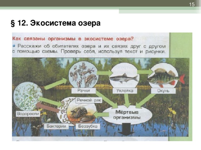 Описание экосистемы хвойного леса по плану 9 класс