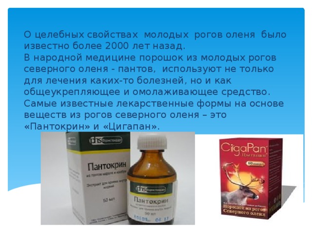 О целебных свойствах молодых рогов оленя было известно более 2000 лет назад.  В народной медицине порошок из молодых рогов северного оленя - пантов, используют не только для лечения каких-то болезней, но и как общеукрепляющее и омолаживающее средство. Самые известные лекарственные формы на основе веществ из рогов северного оленя – это «Пантокрин» и «Цигапан». 