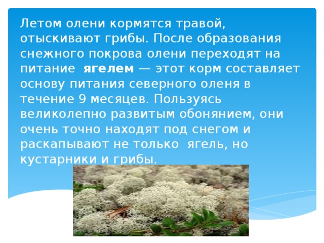 Летом олени кормятся травой, отыскивают грибы. После образования снежного покрова олени переходят на питание ягелем — этот корм составляет основу питания северного оленя в течение 9 месяцев. Пользуясь великолепно развитым обонянием, они очень точно находят под снегом и раскапывают не только ягель, но кустарники и грибы.