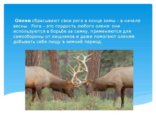 Олени сбрасывают свои рога в конце зимы – в начале весны. Рога – это гордость любого оленя: они используются в борьбе за самку, применяются для самообороны от хищников и даже помогают оленям добывать себе пищу в зимний период.