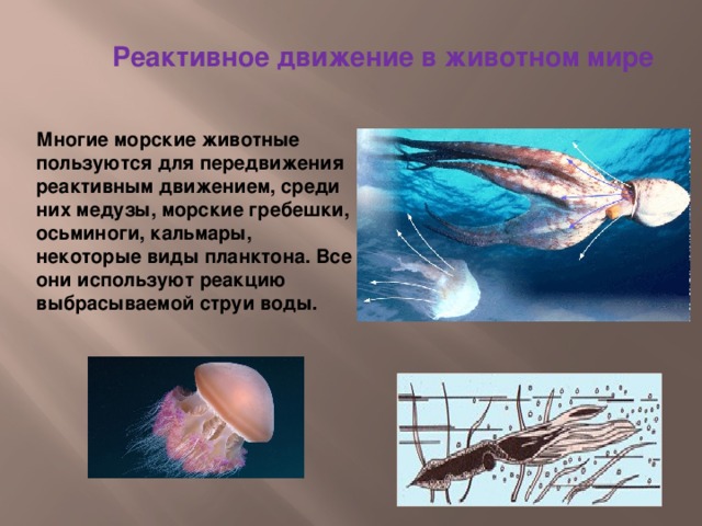 Реактивное движение в животном мире Многие морские животные пользуются для передвижения реактивным движением, среди них медузы, морские гребешки, осьминоги, кальмары, некоторые виды планктона. Все они используют реакцию выбрасываемой струи воды.