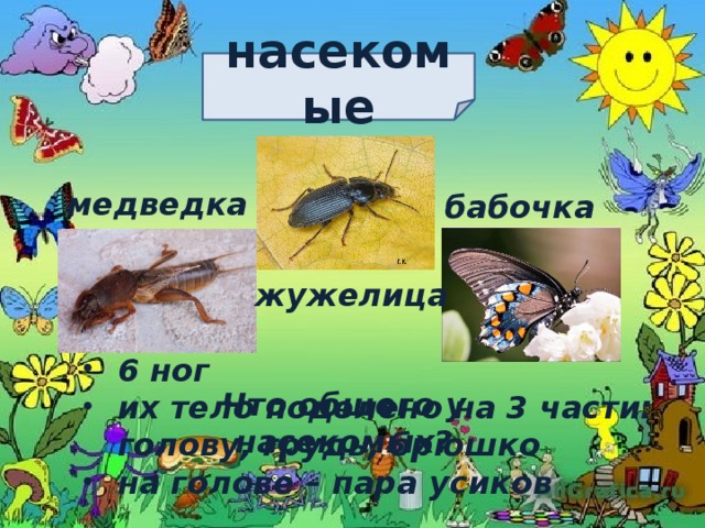 насекомые медведка бабочка жужелица 6 ног их тело поделено на 3 части: голову, грудь, брюшко на голове – пара усиков Что общего у насекомых?