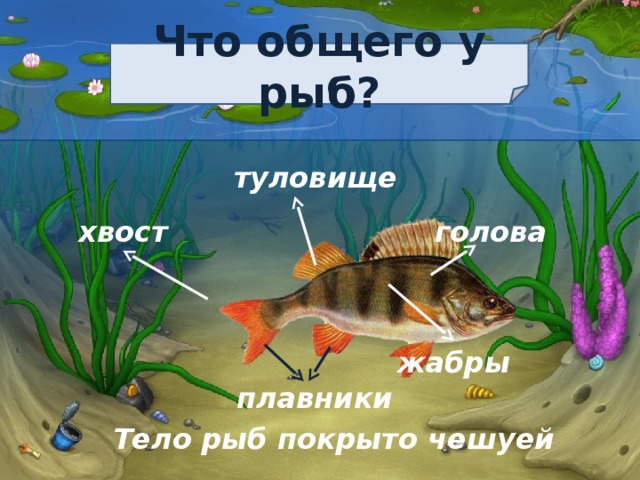 Что общего у рыб? туловище хвост голова жабры плавники Тело рыб покрыто чешуей