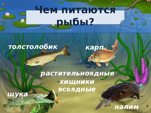 Чем питаются рыбы? толстолобик карп растительноядные хищники всеядные щука налим