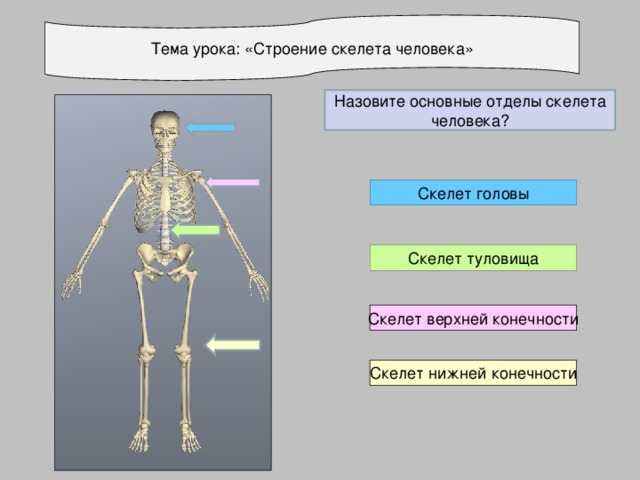 Тема урока: «Строение скелета человека» Назовите основные отделы скелета человека? Скелет головы Скелет туловища Скелет верхней конечности Скелет нижней конечности
