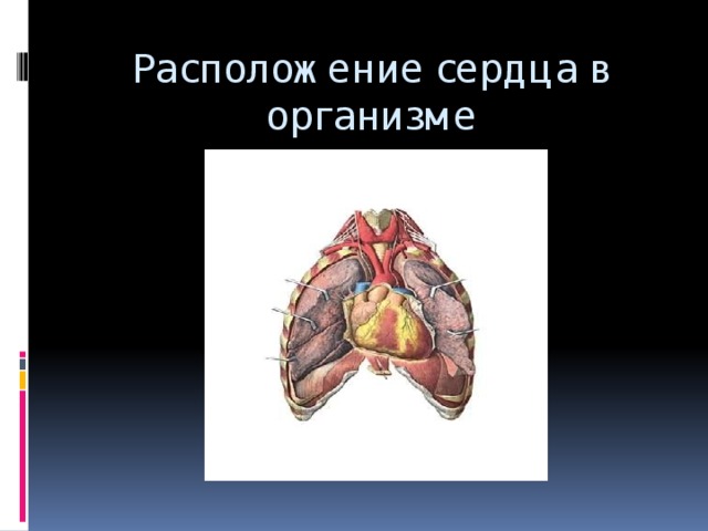 Расположение сердца в организме