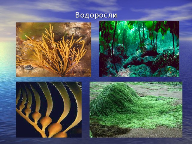 Водоросли