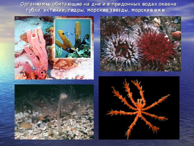 Организмы, обитающие на дне и в придонных водах океана: губки, актинии, гидры, морские звезды, морские ежи …