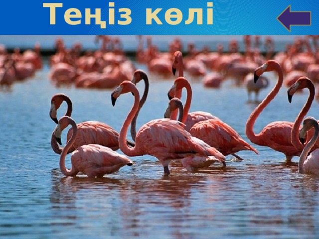 Теңіз көлі