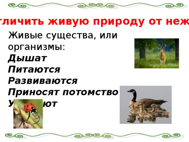 Как отличить живую природу от неживой? Живые существа, или организмы: Дышат Питаются Развиваются Приносят потомство Умирают