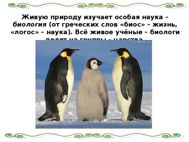 Живую природу изучает особая наука – биология (от греческих слов «биос» – жизнь, «логос» – наука). Всё живое учёные – биологи делят на группы – царства.