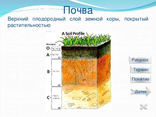 Почва Верхний плодородный слой земной коры, покрытый растительностью  Рисунок  Термин Понятие Далее 19