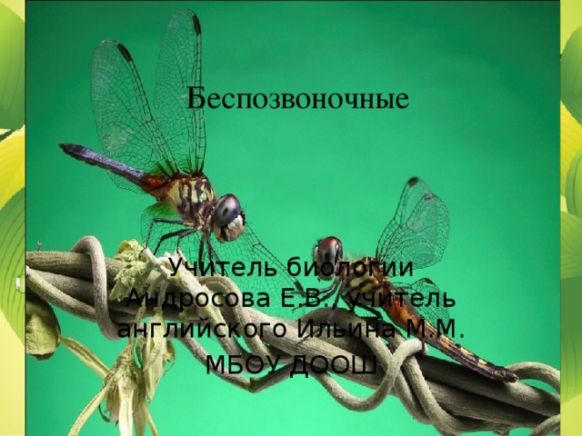 Беспозвоночные Учитель биологии Андросова Е.В., учитель английского Ильина М.М. МБОУ ДООШ