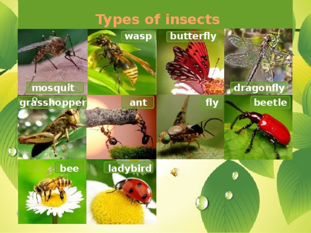 Types of insects butterfly wasp mosquito dragonfly ant beetle grasshopper fly ladybird bee