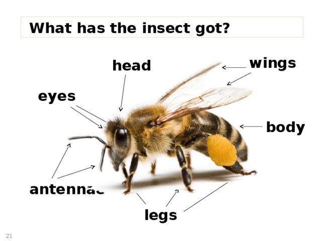 What has the insect got? wings head eyes body antennae legs