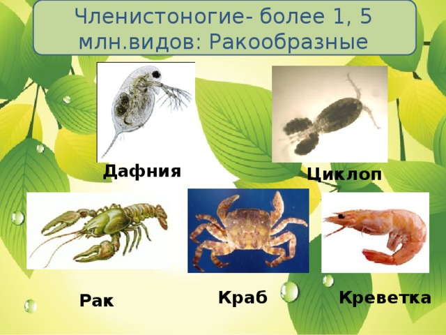 Членистоногие- более 1, 5 млн.видов: Ракообразные Дафния Циклоп Краб Креветка Рак