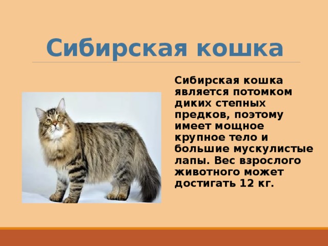Рассказ о кошках окружающий мир. Рассказ о сибирской кошке. Сибирская кошка описание. Сибирский кот рассказ. Доклад про кошек.