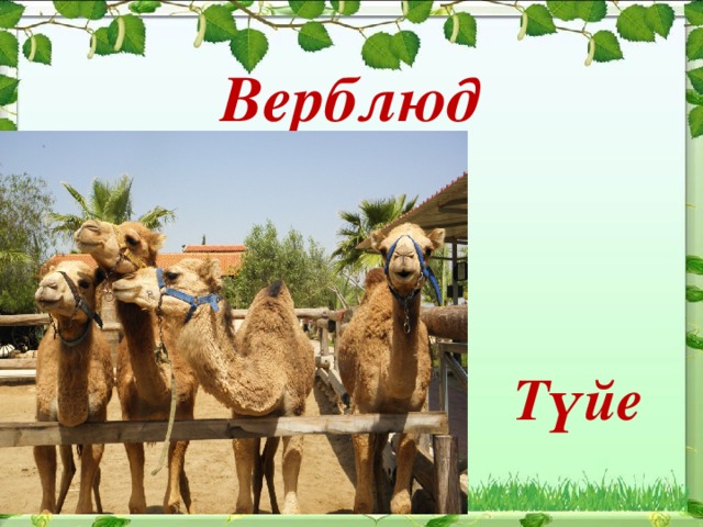 Верблюд  Түйе