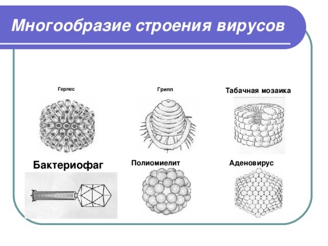Многообразие строения вирусов Герпес Грипп Табачная мозаика Бактериофаг Полиомиелит Аденовирус