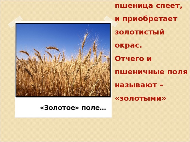 Вставка рисунка К концу августа пшеница спеет, и приобретает золотистый окрас.  Отчего и пшеничные поля называют – «золотыми»  «Золотое» поле…