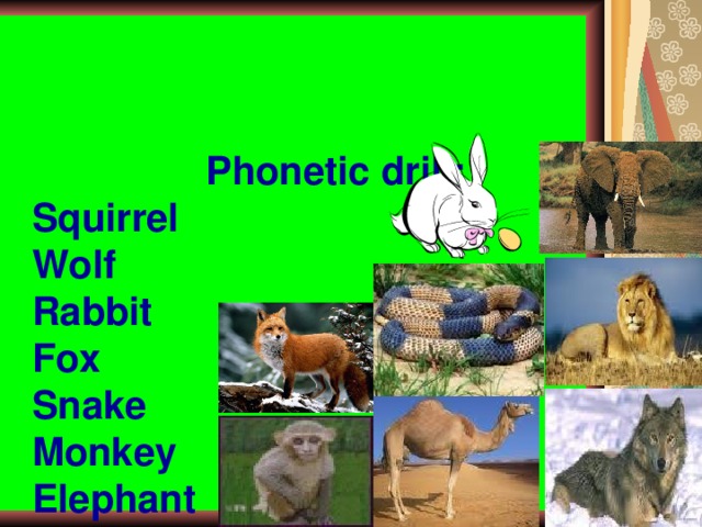 Phonetic drill:  Squirrel  Wolf  Rabbit  Fox  Snake  Monkey  Elephant  Lion  Camel
