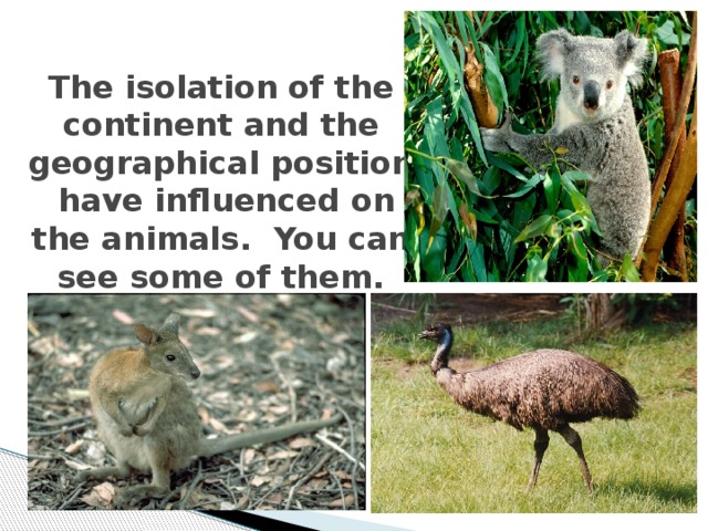 The isolation of the continent and the geographical position have influenced on the animals. You can see some of them.
