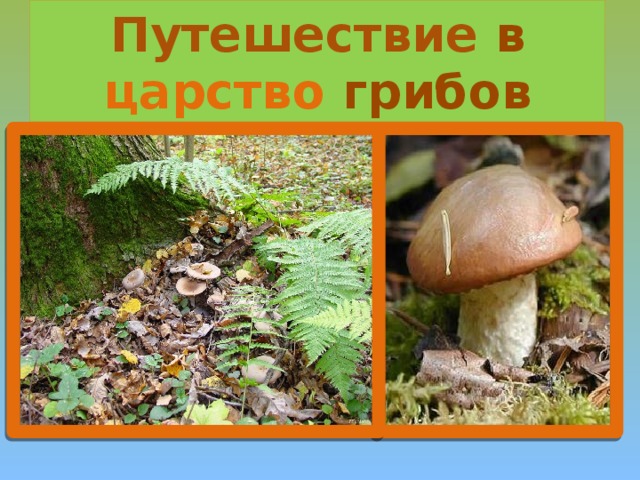 Путешествие в царство грибов
