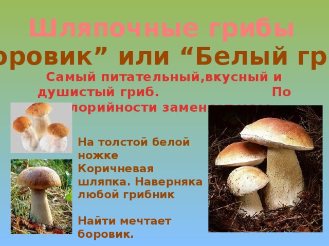 Шляпочные грибы “ Боровик” или “Белый гриб” Самый питательный,вкусный и душистый гриб. По колорийности заменяет мясо. На толстой белой ножке Коричневая шляпка. Наверняка любой грибник Найти мечтает боровик.