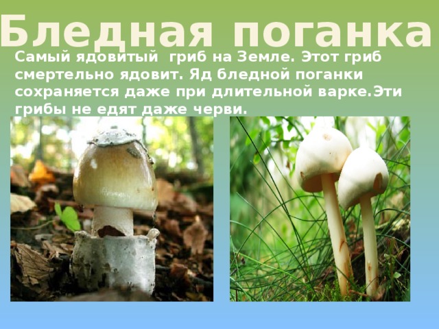 Бледная поганка Самый ядовитый гриб на Земле. Этот гриб смертельно ядовит. Яд бледной поганки сохраняется даже при длительной варке.Эти грибы не едят даже черви.