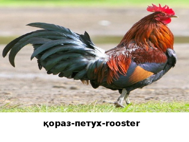қораз-петух-rooster