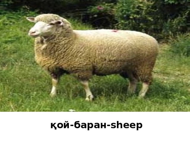 қой-баран-sheep