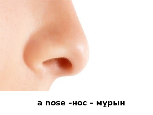 a nose –нос – мұрын