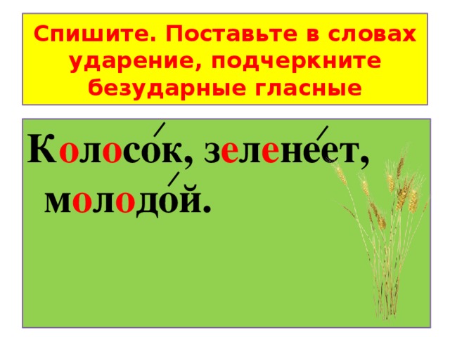 Спишите. Поставьте в словах ударение, подчеркните безударные гласные К о л о сок, з е л е неет, м о л о дой.