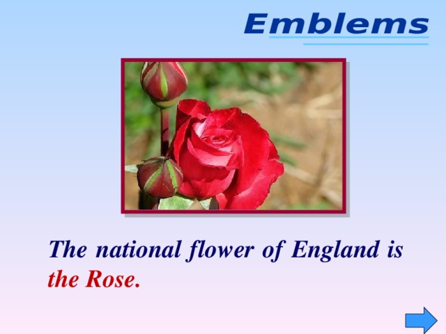 The national flower of England is the  Rose.