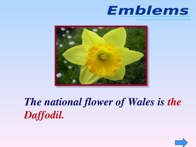 The national flower of Wales is the  Daffodil.