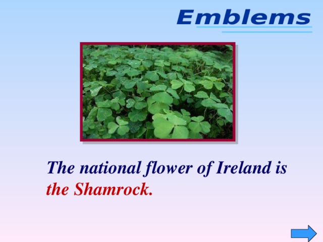 The national flower of Ireland is the  Shamrock.
