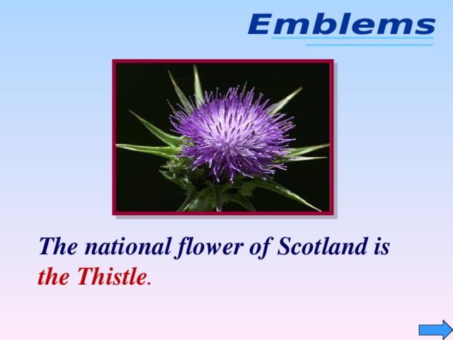 The national flower of Scotland is the Thistle .