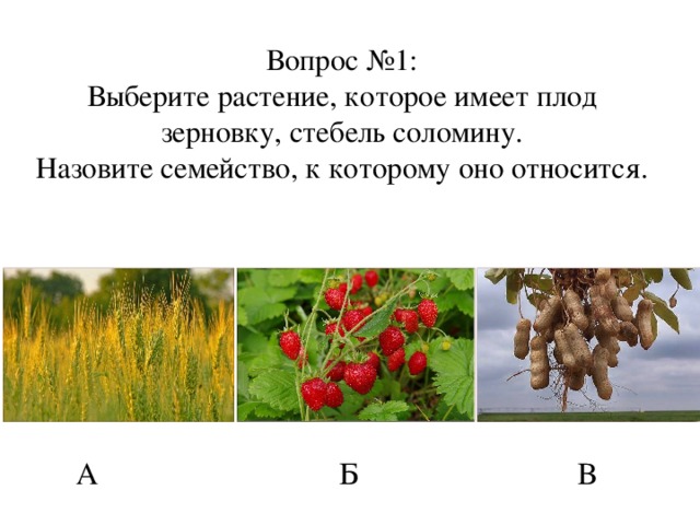 Вопрос №1:  Выберите растение, которое имеет плод зерновку, стебель соломину.  Назовите семейство, к которому оно относится. А Б В
