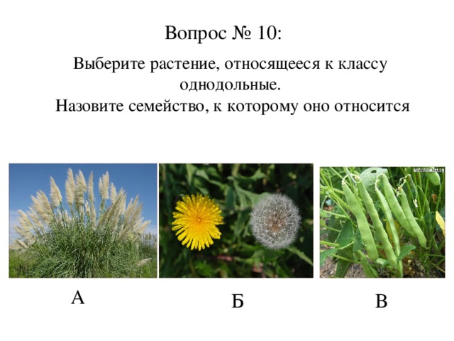 Вопрос № 10: Выберите растение, относящееся к классу однодольные.  Назовите семейство, к которому оно относится А Б В