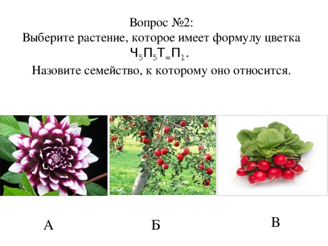 Вопрос №2:  Выберите растение, которое имеет формулу цветка Ч 5 П 5 Т ∞ П 1 .  Назовите семейство, к которому оно относится. В А Б