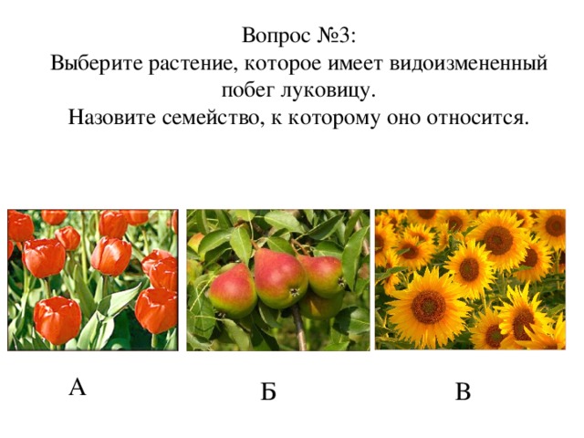 Вопрос №3:  Выберите растение, которое имеет видоизмененный побег луковицу.  Назовите семейство, к которому оно относится. А Б В