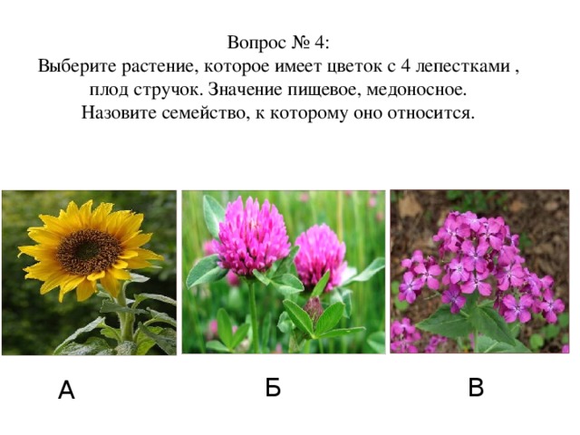 Вопрос № 4:  Выберите растение, которое имеет цветок с 4 лепестками , плод стручок. Значение пищевое, медоносное.  Назовите семейство, к которому оно относится. В Б А