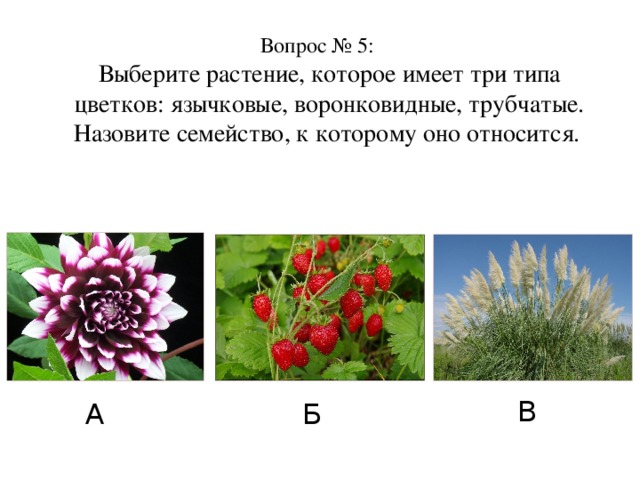 Вопрос № 5:  Выберите растение, которое имеет три типа цветков: язычковые, воронковидные, трубчатые.  Назовите семейство, к которому оно относится. В А Б