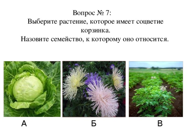 Вопрос № 7:  Выберите растение, которое имеет соцветие корзинка.  Назовите семейство, к которому оно относится. А Б В
