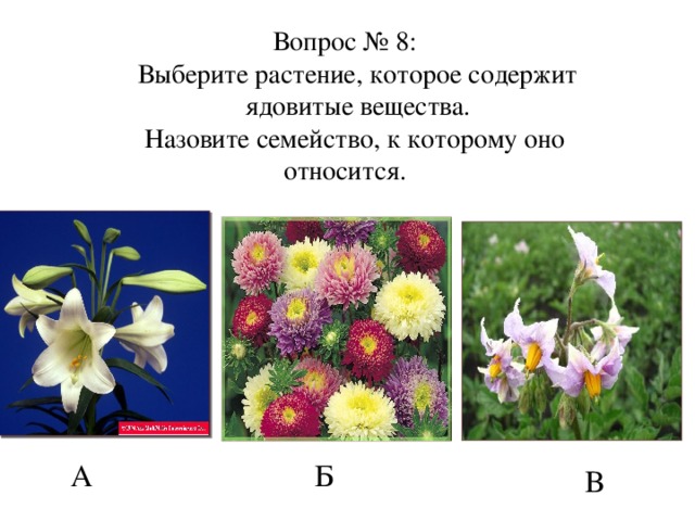 Вопрос № 8:  Выберите растение, которое содержит ядовитые вещества.  Назовите семейство, к которому оно относится. А Б В