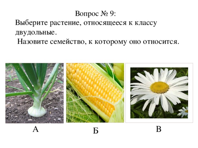 Выберите растение, относящееся к классу двудольные.  Назовите семейство, к которому оно относится.   Вопрос № 9: А В Б