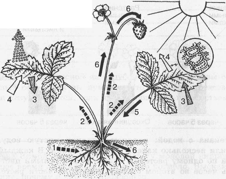 Рассмотрите рисунок на котором изображен 1 из процессов жизнедеятельности земляники