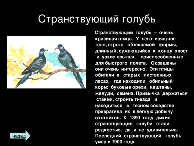 Странствующий голубь  Странствующий голубь – очень красивая птица. У него изящное тело, строго обтекаемой формы, длинный, сужающийся к концу хвост и узкие крылья, приспособленные для быстрого полета. Окрашены они очень интересно. Эти птицы обитали в старых лиственных лесах, где находили обильный корм: буковые орехи, каштаны, желуди, семена. Привычка держаться стаями, строить гнезда и находиться в тесном соседстве превратила их в легкую добычу охотников. К 1890 году дикие странствующие голуби стали редкостью, да и не удивительно. Последний странствующий голубь умер в 1900 году.  назад